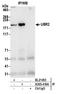 Ubiquitin Protein Ligase E3 Component N-Recognin 2 antibody, A305-416A, Bethyl Labs, Immunoprecipitation image 
