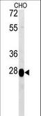 Prolyl Endopeptidase Like antibody, LS-C162133, Lifespan Biosciences, Western Blot image 