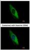 Keratin 6B antibody, NBP2-14924, Novus Biologicals, Immunofluorescence image 