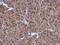 26S protease regulatory subunit 6A antibody, PA5-29115, Invitrogen Antibodies, Immunohistochemistry frozen image 