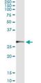 Tripartite Motif Containing 72 antibody, H00493829-M05, Novus Biologicals, Immunoprecipitation image 