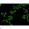 Eukaryotic Translation Elongation Factor 2 antibody, LS-C812949, Lifespan Biosciences, Immunocytochemistry image 