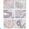 EPH Receptor B3 antibody, LS-C812458, Lifespan Biosciences, Western Blot image 