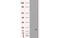 Crystallin Alpha B antibody, MBS532989, MyBioSource, Western Blot image 