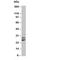 Placental Growth Factor antibody, R30247, NSJ Bioreagents, Western Blot image 