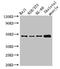 RNA Binding Motif Protein 22 antibody, LS-C398696, Lifespan Biosciences, Western Blot image 