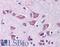 Mucolipin 1 antibody, LS-B159, Lifespan Biosciences, Immunohistochemistry frozen image 