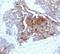 TAG-72 antibody, 33-262, ProSci, Immunohistochemistry frozen image 