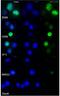 Cyclin D2 antibody, NBP2-14460, Novus Biologicals, Immunofluorescence image 