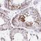 EH Domain Containing 4 antibody, NBP2-33665, Novus Biologicals, Immunohistochemistry frozen image 