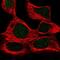 Zinc Finger Protein 212 antibody, PA5-62051, Invitrogen Antibodies, Immunofluorescence image 