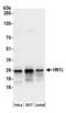 Jupiter Microtubule Associated Homolog 2 antibody, A304-663A, Bethyl Labs, Western Blot image 