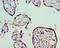 Signal Transducer And Activator Of Transcription 5B antibody, LS-C376711, Lifespan Biosciences, Immunohistochemistry frozen image 