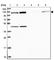 Eukaryotic Translation Initiation Factor 3 Subunit C antibody, HPA049495, Atlas Antibodies, Western Blot image 