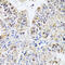 BR22 antibody, 15-521, ProSci, Immunohistochemistry frozen image 