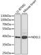 NudE Neurodevelopment Protein 1 Like 1 antibody, STJ28343, St John