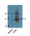 Nicotinamide Phosphoribosyltransferase antibody, NBP2-23795, Novus Biologicals, Western Blot image 