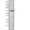 Heat Shock Protein Family A (Hsp70) Member 6 antibody, abx216069, Abbexa, Western Blot image 