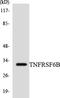 Tumor necrosis factor receptor superfamily member 6B antibody, LS-C200800, Lifespan Biosciences, Western Blot image 