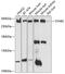 FAS1 EGF-like and X-link domain-containing adhesion molecule 2 antibody, 13-413, ProSci, Western Blot image 