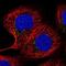 Coiled-Coil Domain Containing 146 antibody, NBP1-86432, Novus Biologicals, Immunofluorescence image 