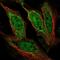 AF4/FMR2 Family Member 1 antibody, NBP2-56873, Novus Biologicals, Immunofluorescence image 