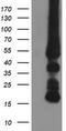 Glycine amidinotransferase, mitochondrial antibody, TA503207S, Origene, Western Blot image 