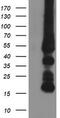 Glycine Amidinotransferase antibody, TA503207S, Origene, Western Blot image 