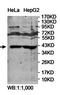 Paraoxonase 2 antibody, orb78475, Biorbyt, Western Blot image 