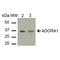 Adenosine receptor A1 antibody, LS-C773562, Lifespan Biosciences, Western Blot image 