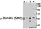 RUNX Family Transcription Factor 1 antibody, A00086S249, Boster Biological Technology, Western Blot image 