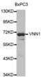 Vanin 1 antibody, abx002389, Abbexa, Western Blot image 