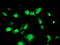 Phosphomevalonate Kinase antibody, LS-C337476, Lifespan Biosciences, Immunofluorescence image 