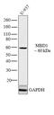 mBD-1 antibody, PA1-889, Invitrogen Antibodies, Western Blot image 