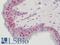 X-box-binding protein 1 antibody, LS-B11208, Lifespan Biosciences, Immunohistochemistry frozen image 