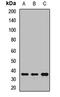 Transcription elongation factor, mitochondrial antibody, LS-C668370, Lifespan Biosciences, Western Blot image 
