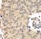 Histone Deacetylase 2 antibody, FNab03796, FineTest, Immunohistochemistry frozen image 