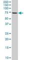 Negative Elongation Factor Complex Member B antibody, H00025920-D01P, Novus Biologicals, Western Blot image 