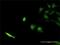 SEC13 Homolog, Nuclear Pore And COPII Coat Complex Component antibody, H00006396-M02, Novus Biologicals, Immunofluorescence image 