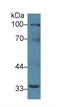 TNF Receptor Superfamily Member 11a antibody, LS-C296185, Lifespan Biosciences, Western Blot image 