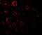 MAP kinase-activating death domain protein antibody, 1150, QED Bioscience, Immunofluorescence image 