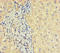 Odorant Binding Protein 2A antibody, orb37374, Biorbyt, Immunohistochemistry paraffin image 