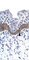 14-3-3 Eta antibody, PA5-46811, Invitrogen Antibodies, Immunohistochemistry frozen image 