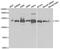 O-Linked N-Acetylglucosamine (GlcNAc) Transferase antibody, MBS128573, MyBioSource, Western Blot image 