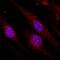 Angiogenic Factor With G-Patch And FHA Domains 1 antibody, MAB30481, R&D Systems, Immunofluorescence image 