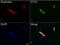 Synaptotagmin 4 antibody, LS-C796783, Lifespan Biosciences, Immunofluorescence image 