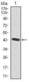 Insulin Like Growth Factor 2 antibody, NBP2-37462, Novus Biologicals, Western Blot image 