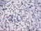 Sorbitol Dehydrogenase antibody, LS-C114860, Lifespan Biosciences, Immunohistochemistry frozen image 