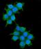 Insulin Receptor Substrate 1 antibody, M00268-1, Boster Biological Technology, Immunofluorescence image 