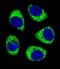 ADP/ATP translocase 3 antibody, LS-B10174, Lifespan Biosciences, Immunofluorescence image 